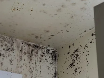 Mold Remediation work in progress