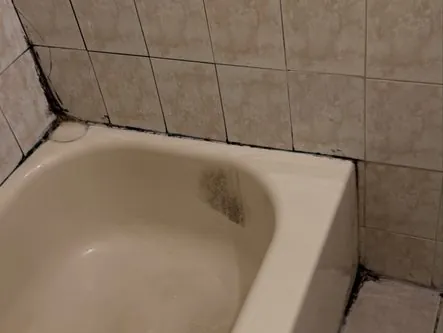 Mold Remediation result