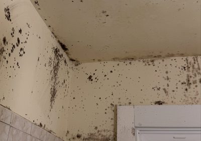 Mold Remediation in Miami