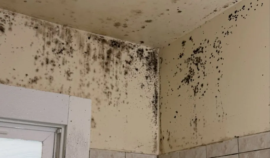 Mold Remediation in Miami, FL